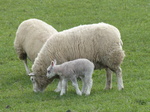 FZ003639 Lamb with Ewe.jpg